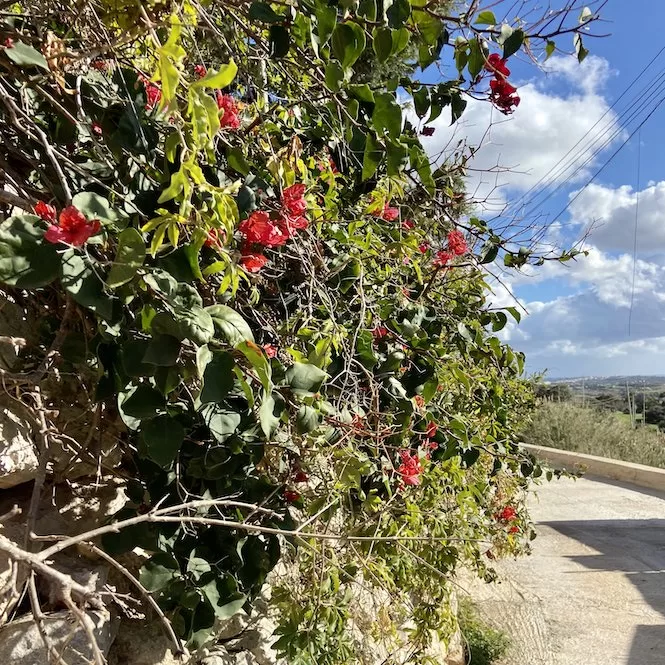 Fawwara Hike - Colourful Road Filled with Flowers