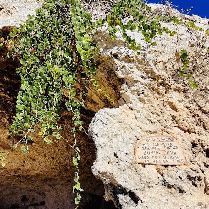 A limestone cliff with green foliage cascading down, alongside a sign indicating the historical significance of the cave: 'Għar il-Maqluba, possible ancient burial cave used for burial in ancient times. This cave is seen on Xemxija Heritage Trail.