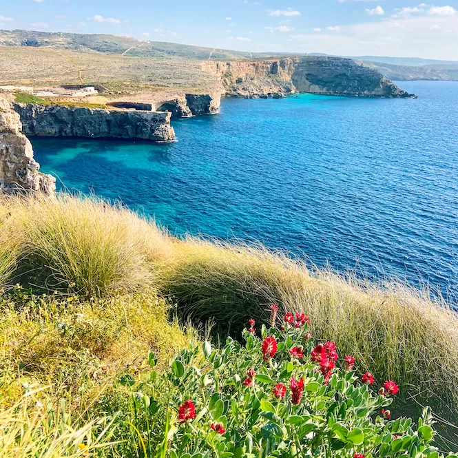 Vibrant red flowers growing on the edge of a cliff overlooking clear blue waters and rocky coastline.