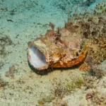Scuba Diving in Malta - Scorpionfish