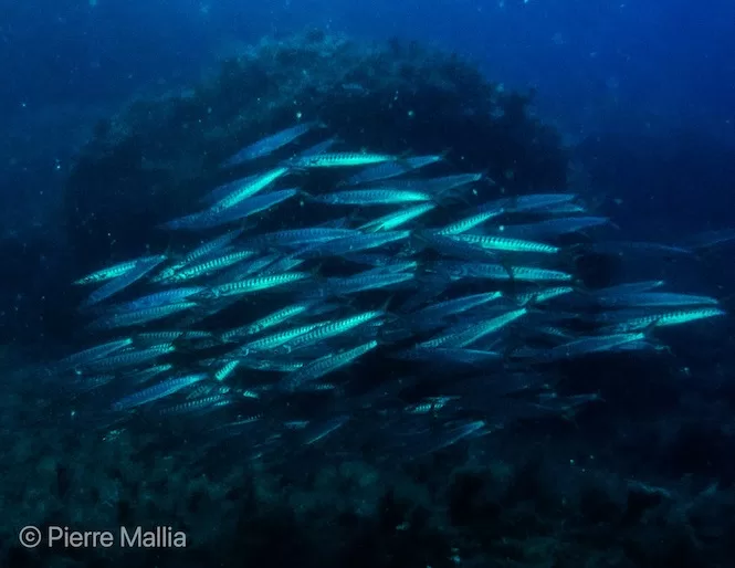 Scuba Diving in Malta - Shoals of Barracuda