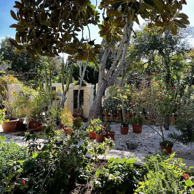 Argotti Botanic Gardens & Resource Centre - garden with various potted plants and trees on a sunny day.