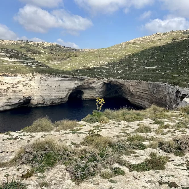 A rocky coastal area of Ras id-Dawwara with caves and a sea. A lone plant with yellow flowers grows on the rocky terrain in the foreground.