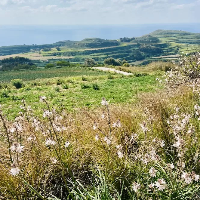 A countryside landscape of Ras id-Dawwara with green terraced fields and rolling hills. In the foreground, there are delicate white flowers blooming amidst tall grass. The sea can be seen in the far distance under a clear sky.