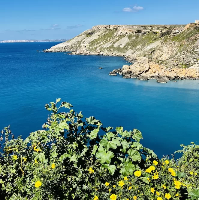 Lush green foliage and bright yellow flowers frame the breathtaking Fomm ir-Rih Bay coastline. The azure blue waters of the Mediterranean Sea gently caress the rugged cliffs.