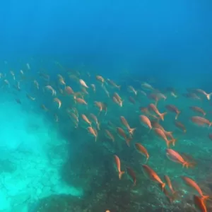 Snorkelling Holiday in Malta - Fish Groups