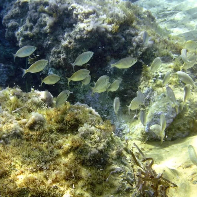 Underwater scene while snorkelling in Malta, featuring a school of seabass swimming among rocky seabed and seaweed.