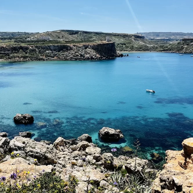 A stunning view of Golden Bay from Majjistral Park, with clear turquoise waters dotted with rocks and boats. Wildflowers and greenery frame the rocky shoreline under the bright blue sky.