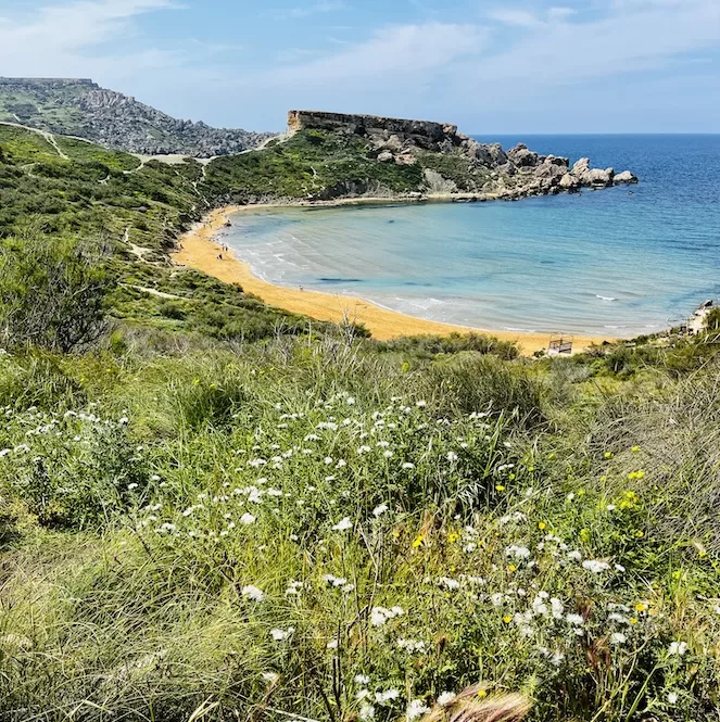 A scenic view of Għajn Tuffieħa Bay, characterised by its golden sandy beach and crystal-clear waters. The bay is between cliffs and lush greenery.