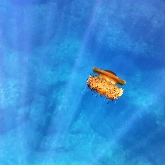 Fried Egg Jellyfish in Malta