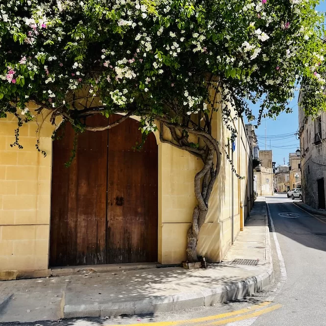 A narrow street in Malta with a tree growing by the side.