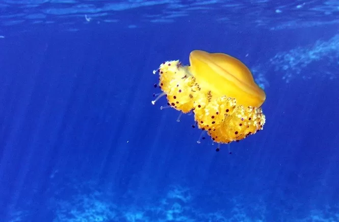 Jellyfish in Malta