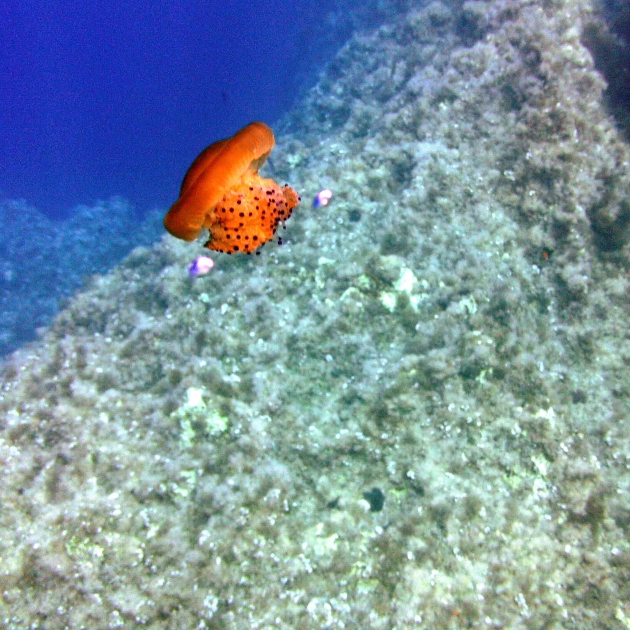 Jellyfish in Malta - Fried Egg Jellyfish