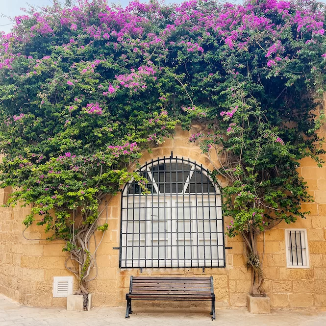 Mdina, The Silent City of Malta - Romantic Spot in Mdina - Bench Surrounded By Blossoms