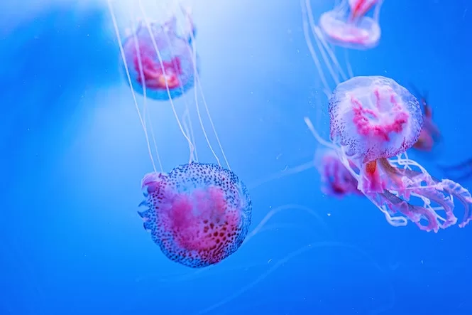 Jellyfish in Malta - Mauve Stinger