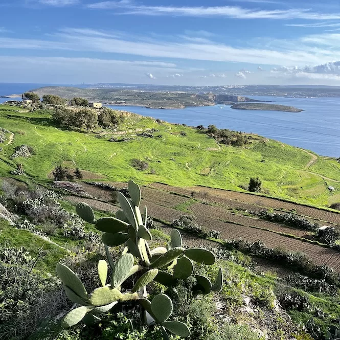 Malta in Winter - Greenery