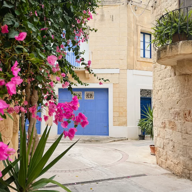 A picturesque view of an old street in Naxxar, Malta, featuring charming stone buildings with blue doors and windows, surrounded by vibrant pink flowers.