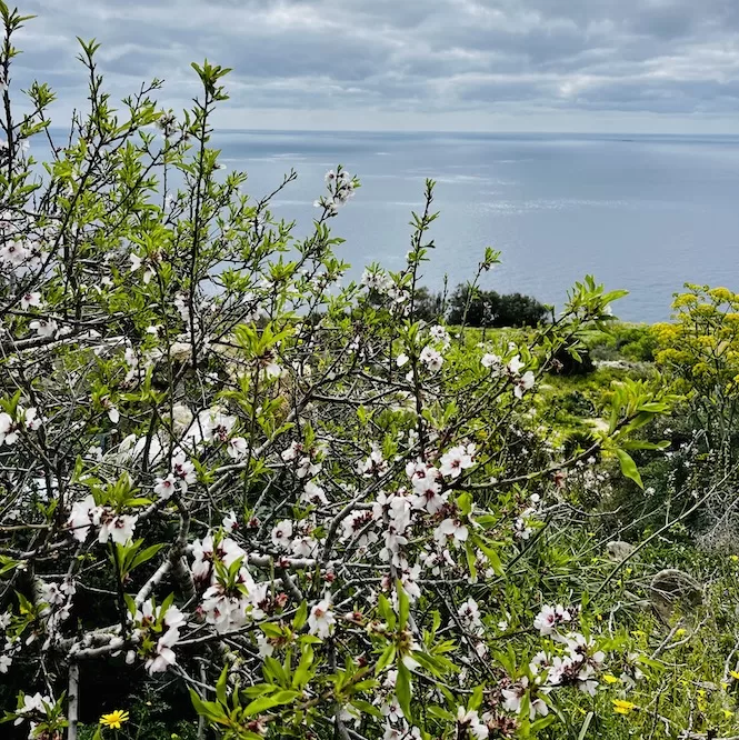 Facts About Malta - Dingli Cliffs