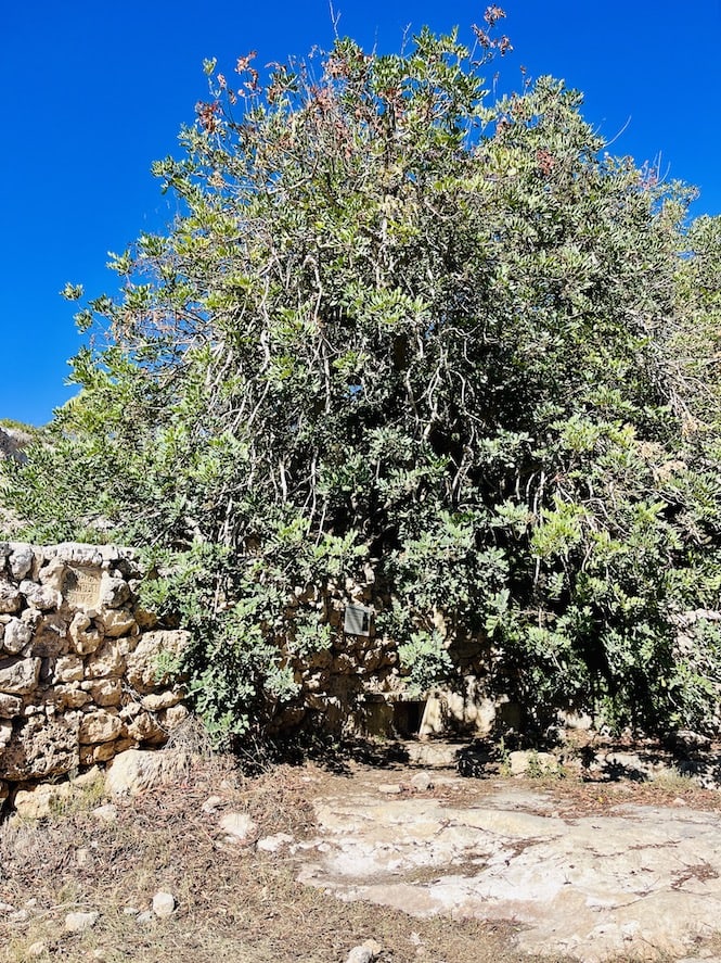 Xemxija Heritage Trail - Old Carob Tree