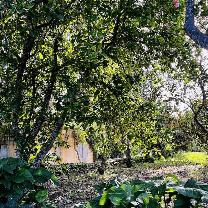 Buskett Gardens - Lush Greenery