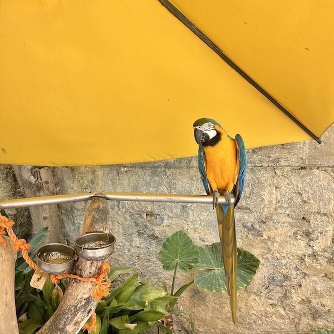 Colorful blue and yellow macaw perched on a rod against a yellow awning and stone wall background at Casa Rocca Piccola in Valletta, Malta.