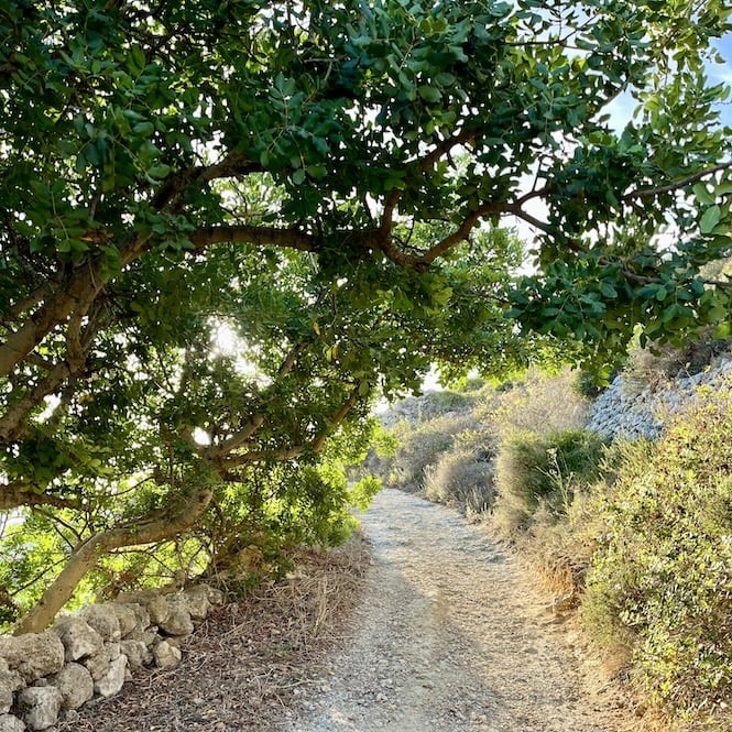 A peaceful walking path winds through lush green trees and vegetation in Malta, capturing the island's natural beauty in October.