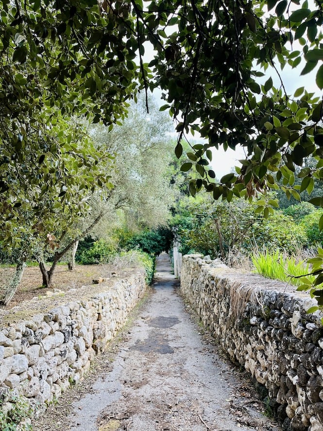 Stone-walled pathway through lush vegetation in Buskett Gardens, a popular Malta sight for picnics and families.