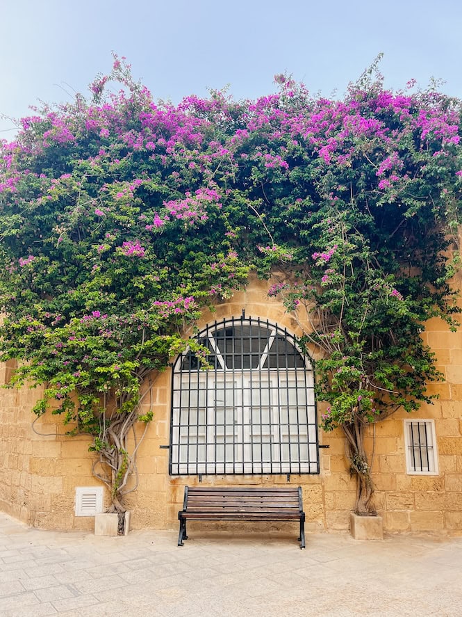 Mdina, Malta's silent city: A must-see on your 2-day trip. Sandstone wall with arched window, covered in bright pink bougainvillea. Charming spot with a bench beneath blooming flowers.