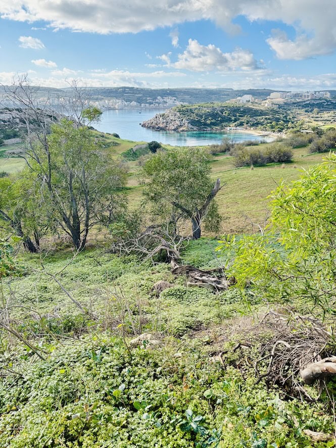 Lush winter vegetation overlooking a secluded Mediterranean bay in Malta, showcasing the island's verdant January countryside and turquoise waters.