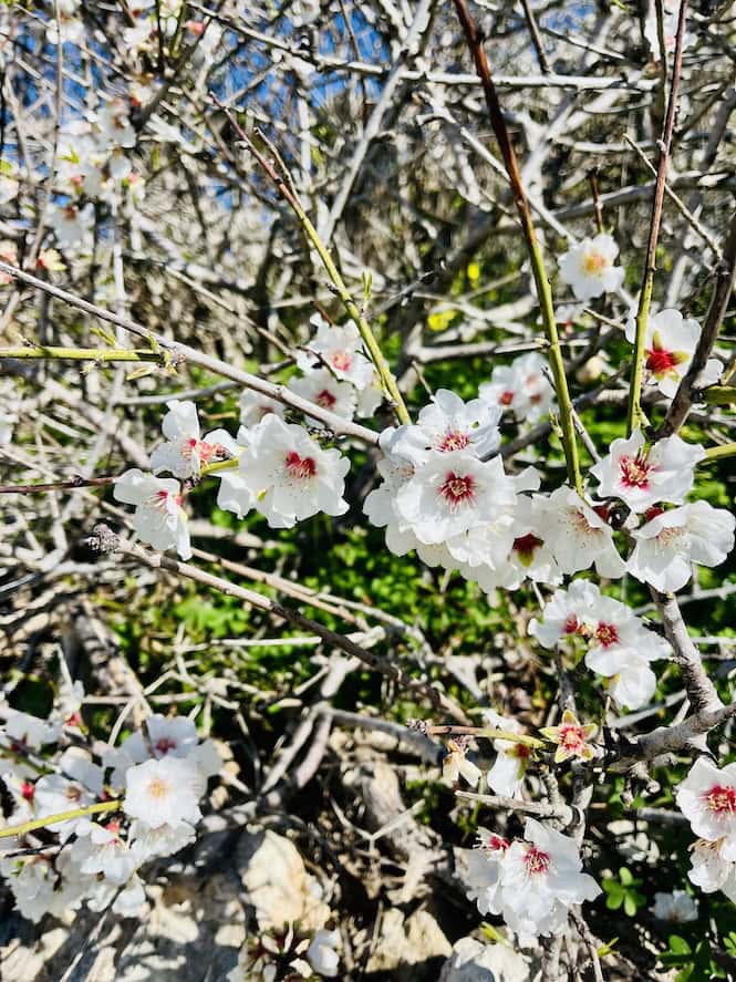 Blooming almond blossoms in Malta in February, symbolising the island's early spring beauty