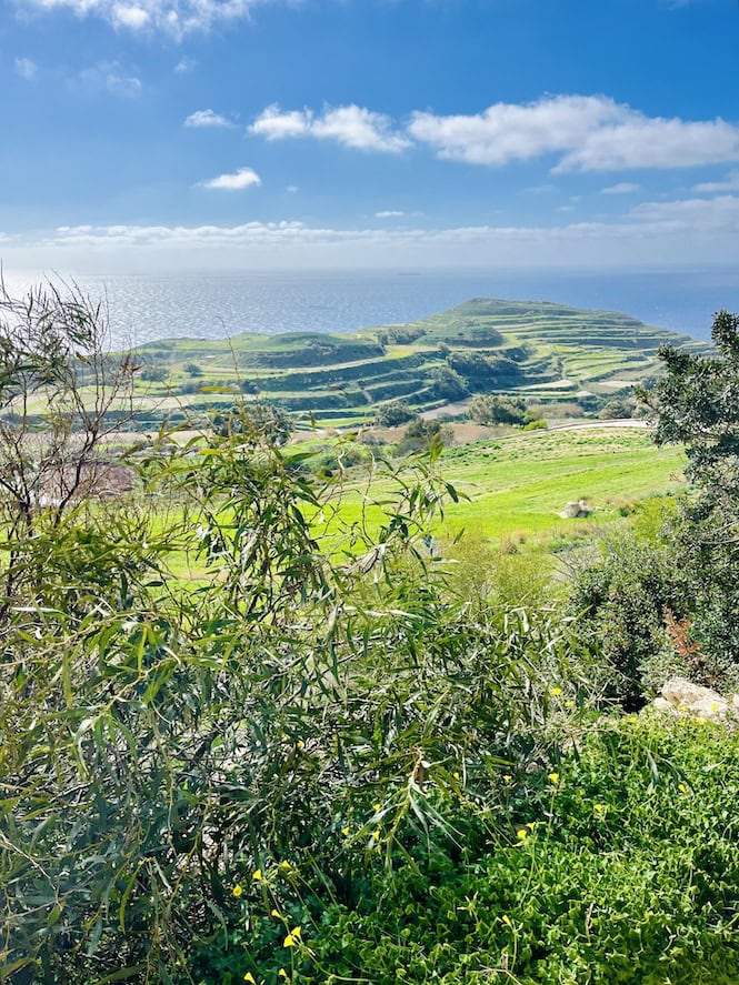 A verdant hillside landscape in Malta during February, with terraced fields cascading toward the Mediterranean Sea, olive trees in the foreground, and scattered white clouds against a brilliant blue sky