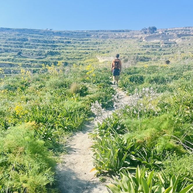 A person hiking through the green countryside of Gozo, Malta, surrounded by spring wildflowers in March.